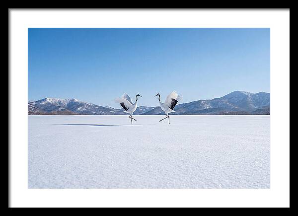 Dancing Cranes In Winter Landscape
