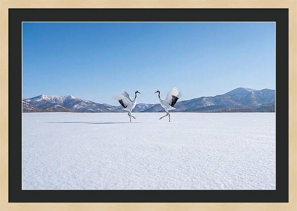 Dancing Cranes In Winter Landscape