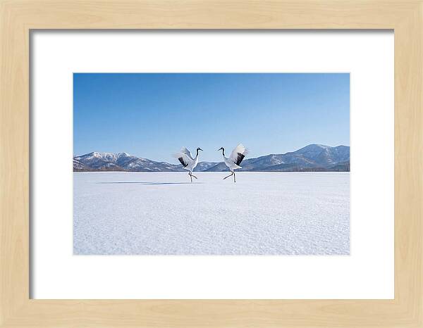 Dancing Cranes In Winter Landscape