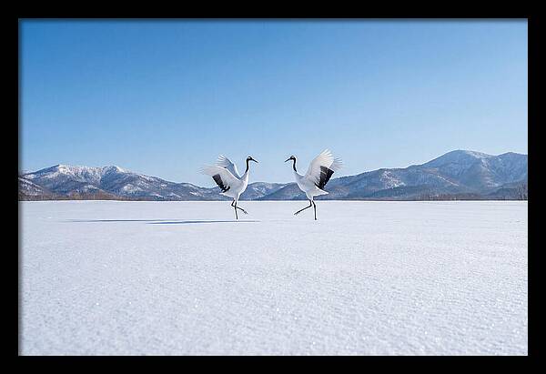 Dancing Cranes In Winter Landscape