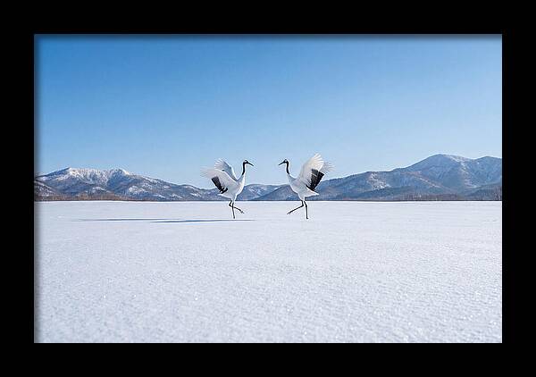 Dancing Cranes In Winter Landscape