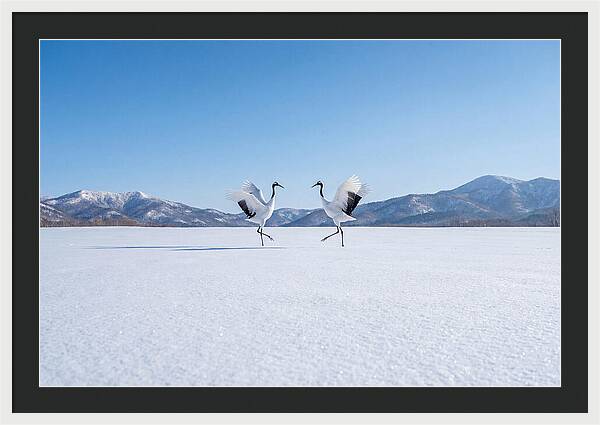 Dancing Cranes In Winter Landscape