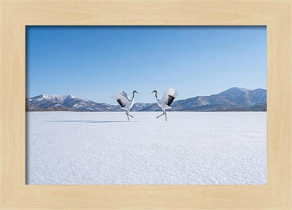 Dancing Cranes In Winter Landscape