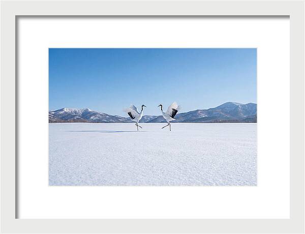 Dancing Cranes In Winter Landscape