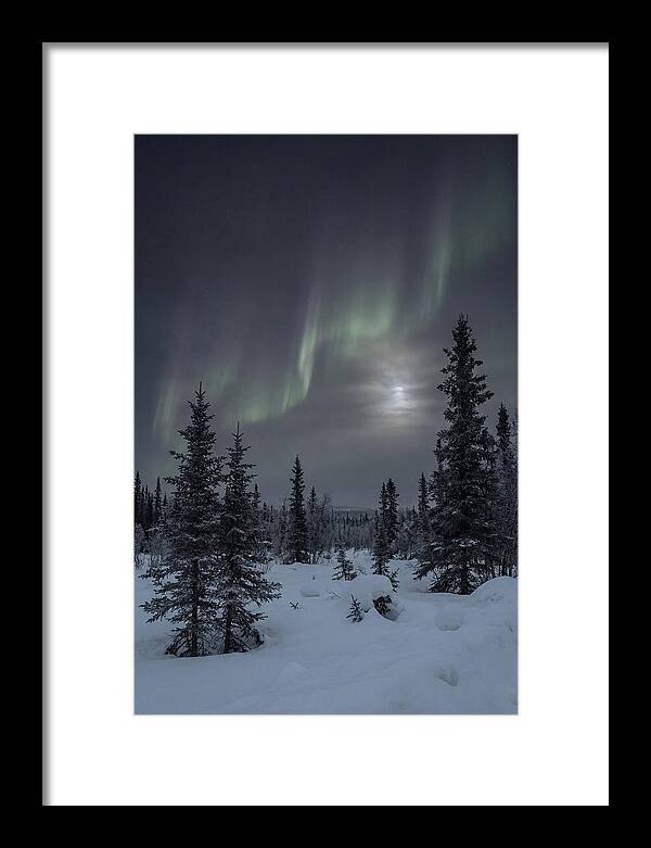 Dancing Lights Above The Forest