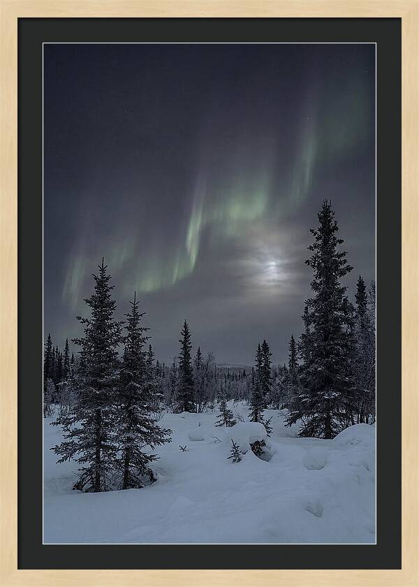 Dancing Lights Above The Forest