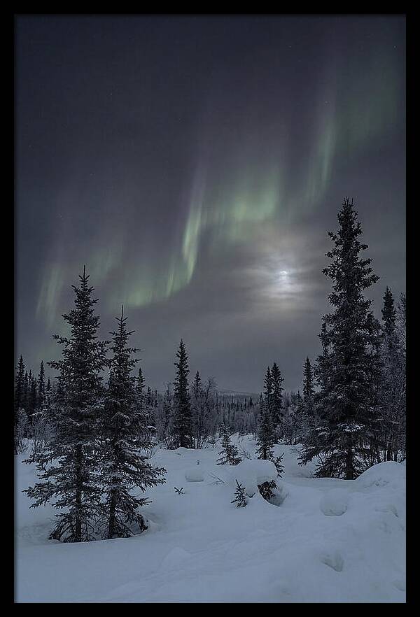 Dancing Lights Above The Forest