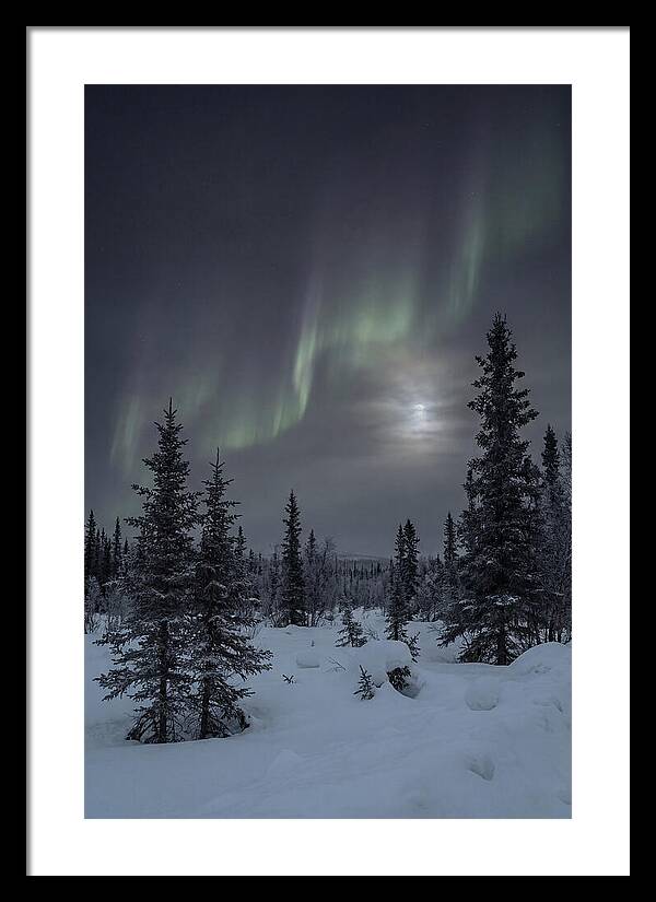 Dancing Lights Above The Forest