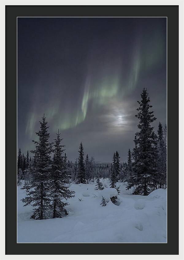 Dancing Lights Above The Forest