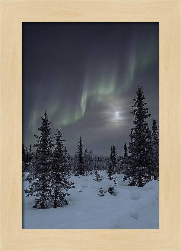Dancing Lights Above The Forest