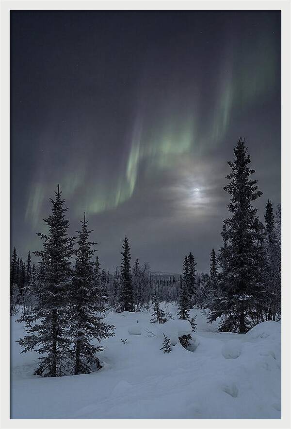 Dancing Lights Above The Forest