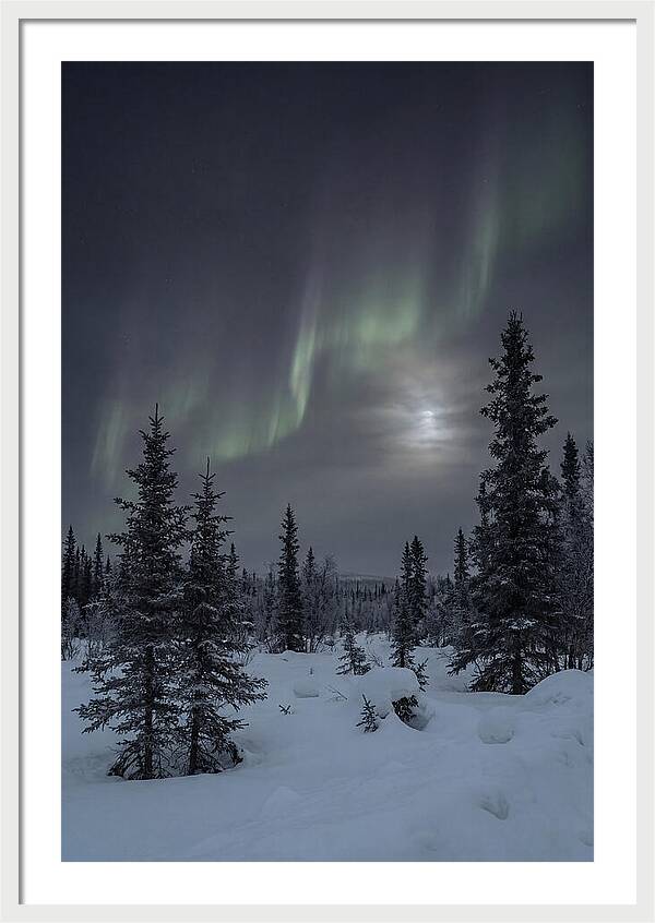 Dancing Lights Above The Forest