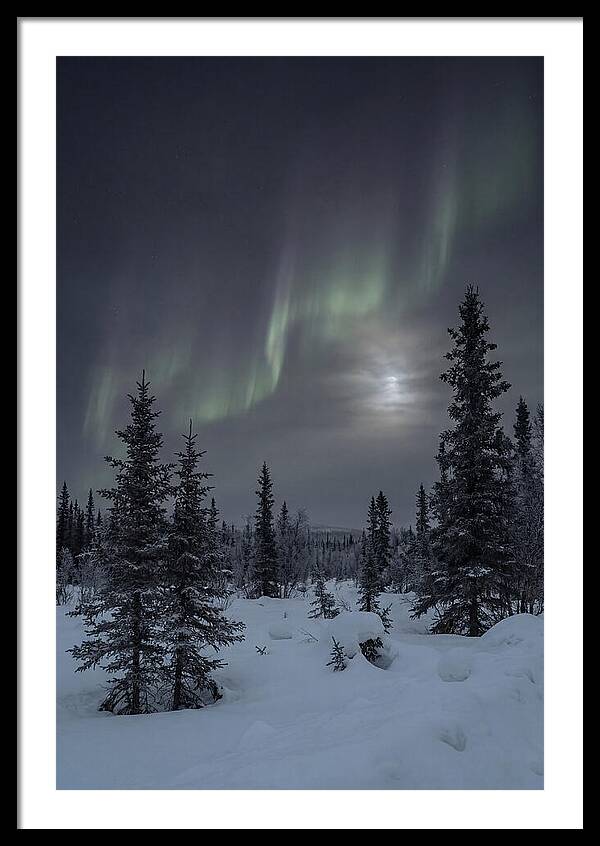 Dancing Lights Above The Forest