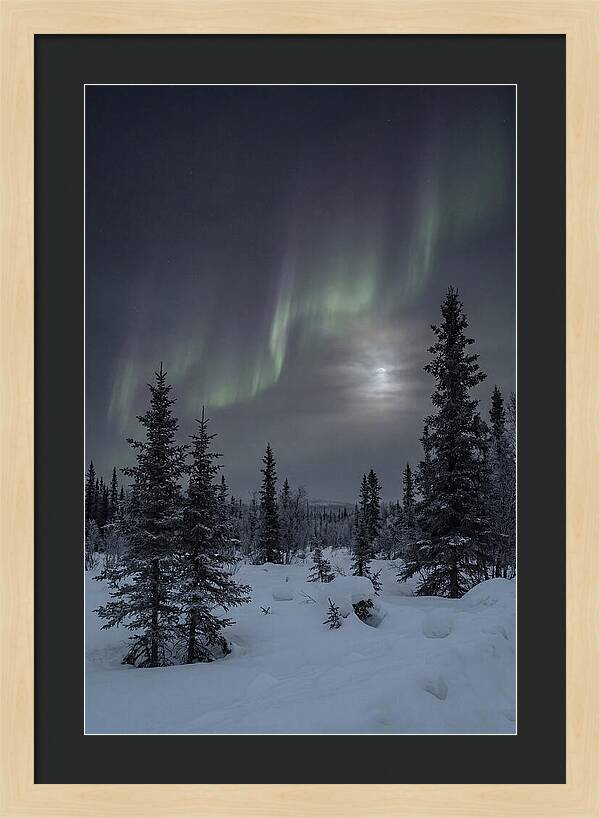 Dancing Lights Above The Forest