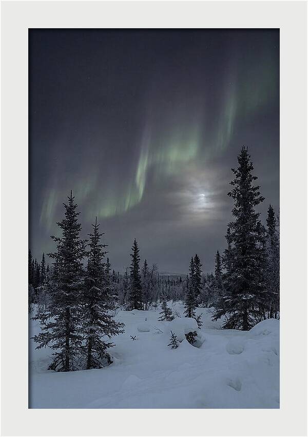 Dancing Lights Above The Forest