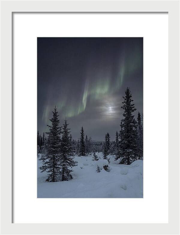 Dancing Lights Above The Forest