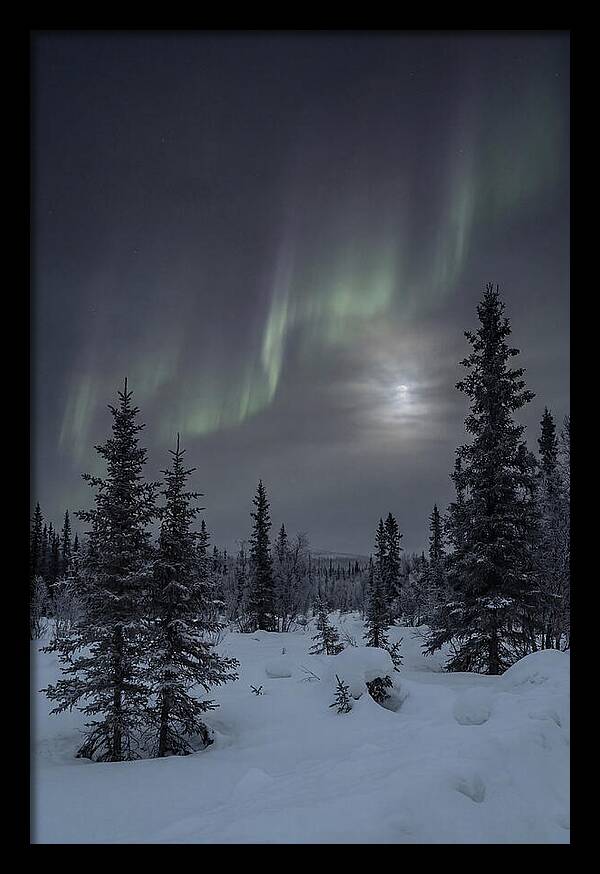 Dancing Lights Above The Forest