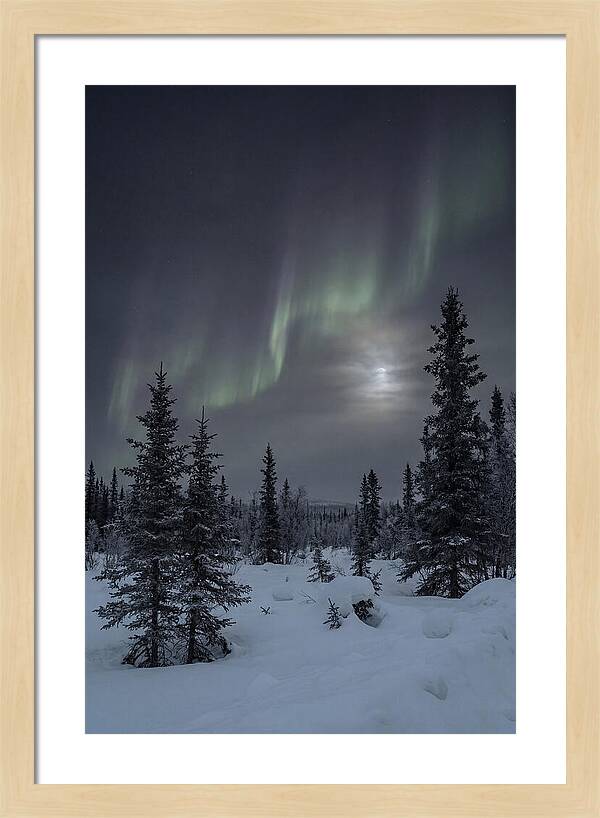 Dancing Lights Above The Forest
