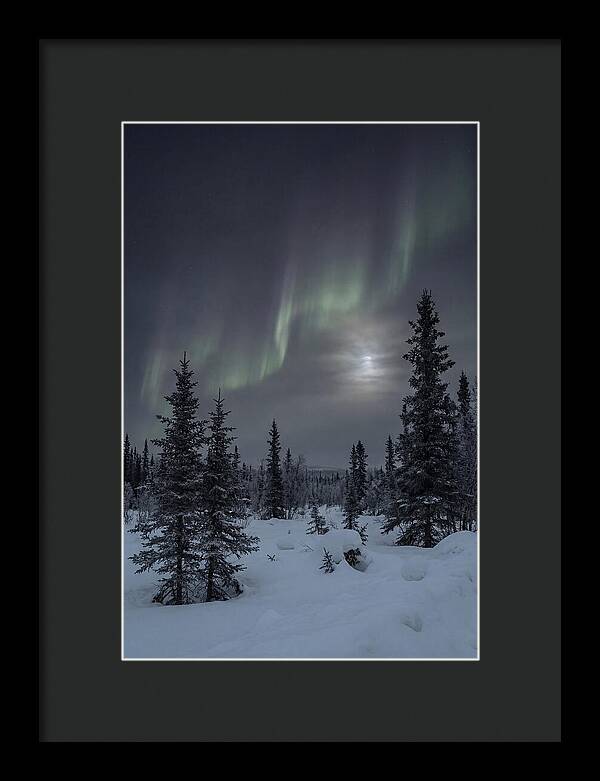 Dancing Lights Above The Forest