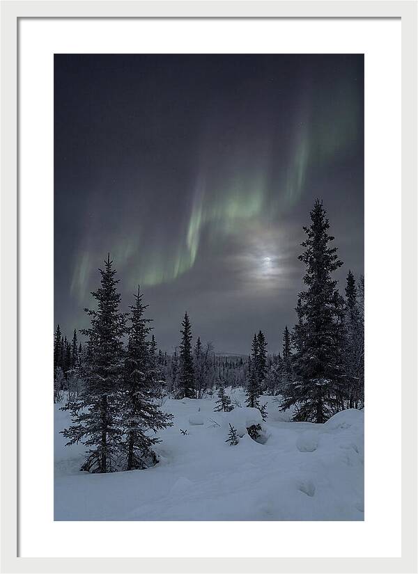 Dancing Lights Above The Forest