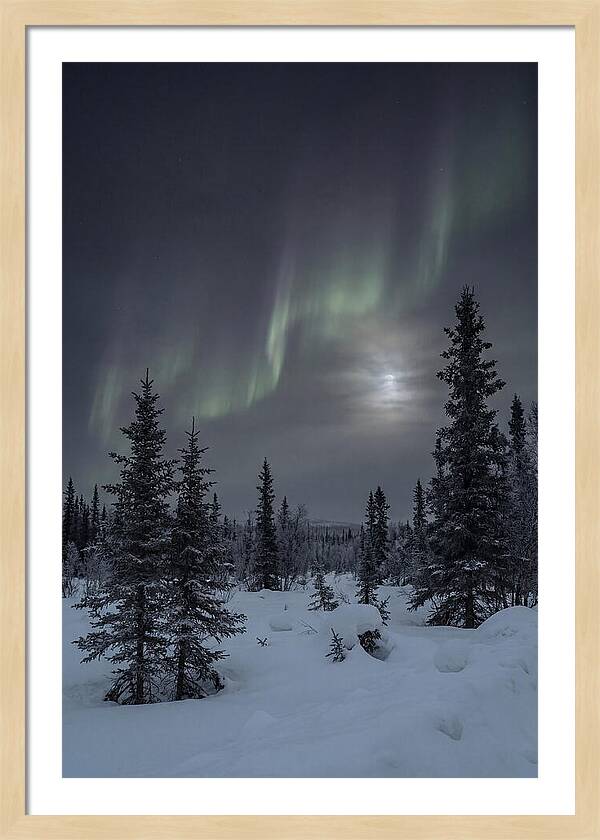 Dancing Lights Above The Forest