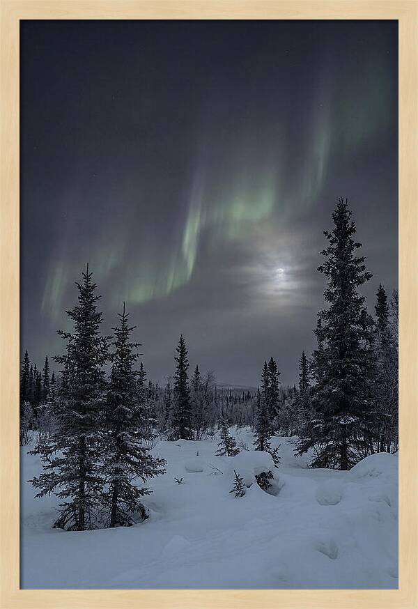 Dancing Lights Above The Forest