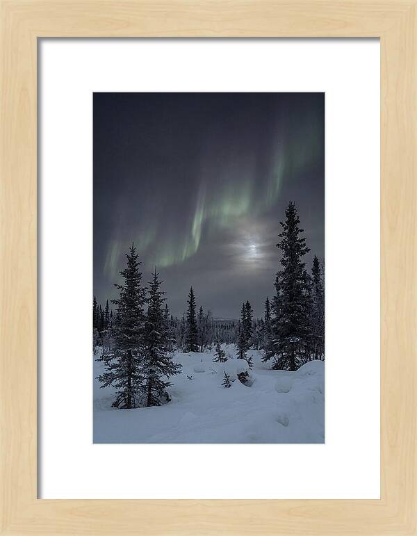 Dancing Lights Above The Forest