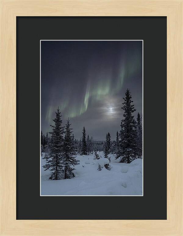Dancing Lights Above The Forest
