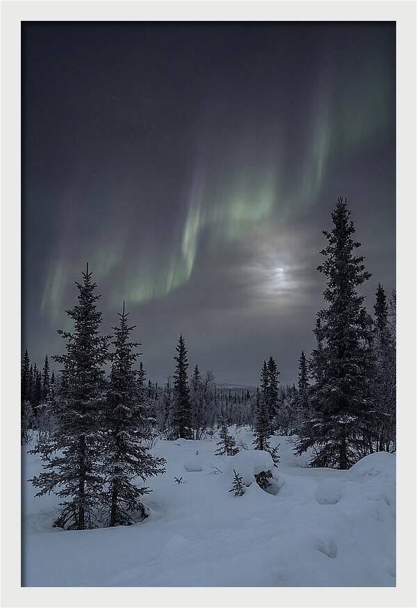 Dancing Lights Above The Forest
