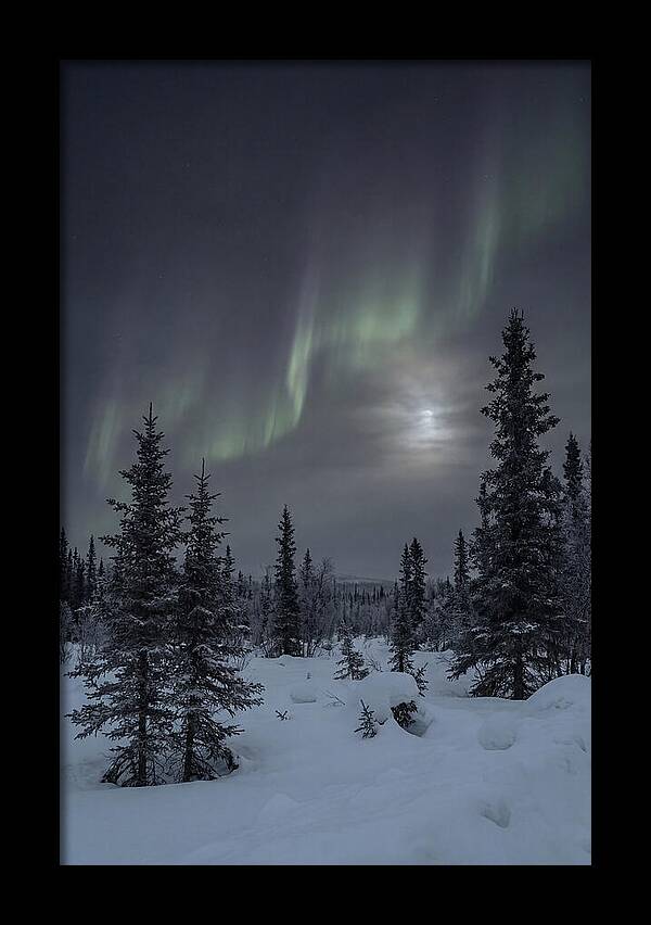 Dancing Lights Above The Forest