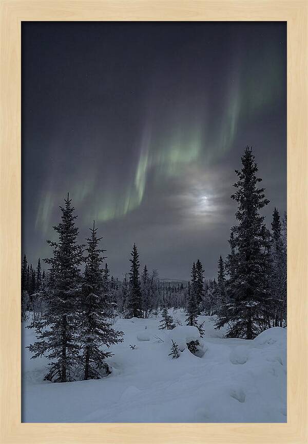 Dancing Lights Above The Forest
