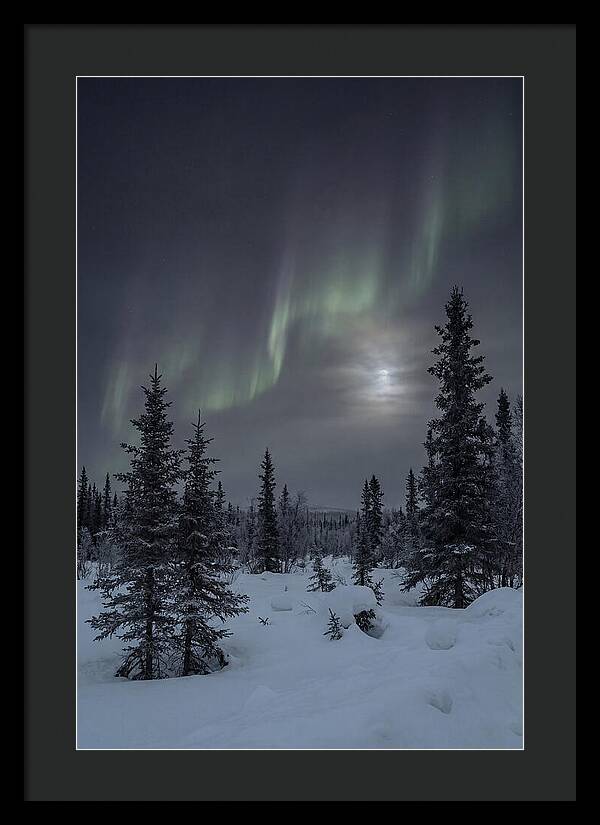 Dancing Lights Above The Forest