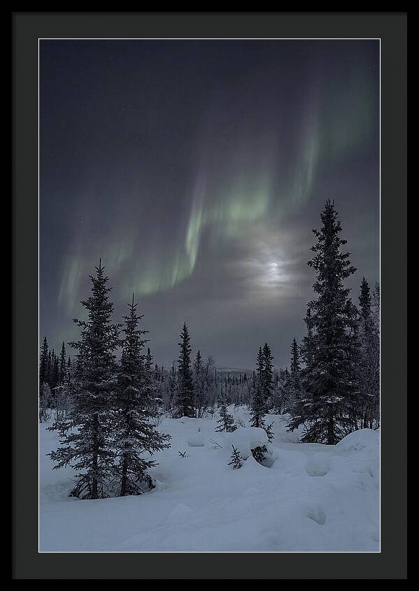 Dancing Lights Above The Forest
