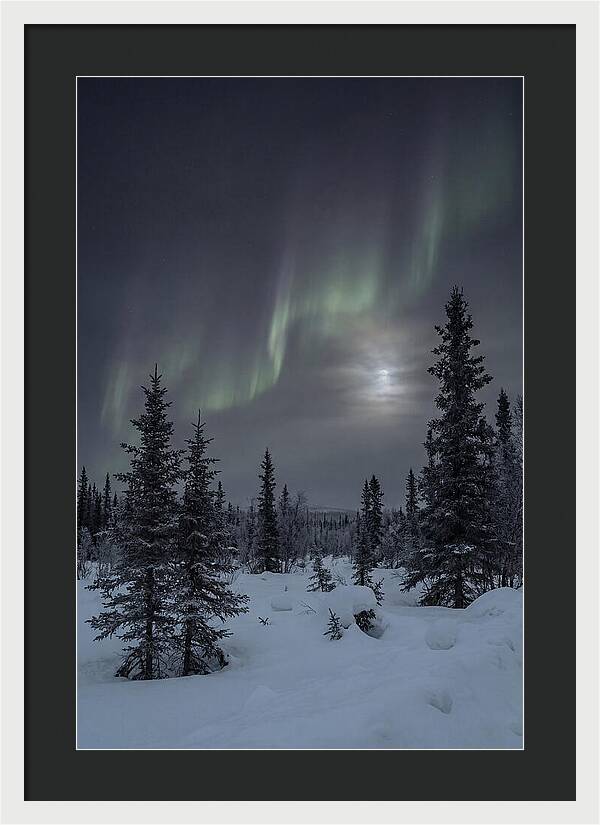 Dancing Lights Above The Forest