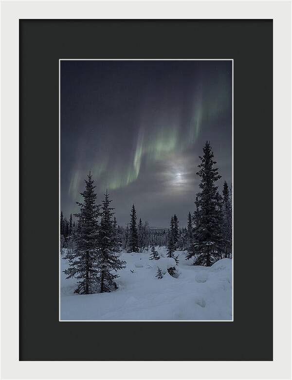 Dancing Lights Above The Forest
