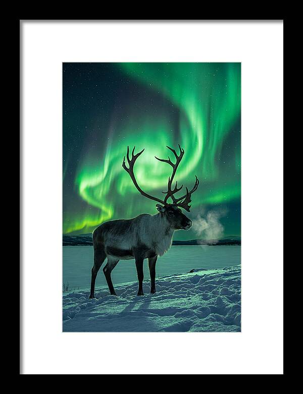 Dancing Lights Over Frosty Pines