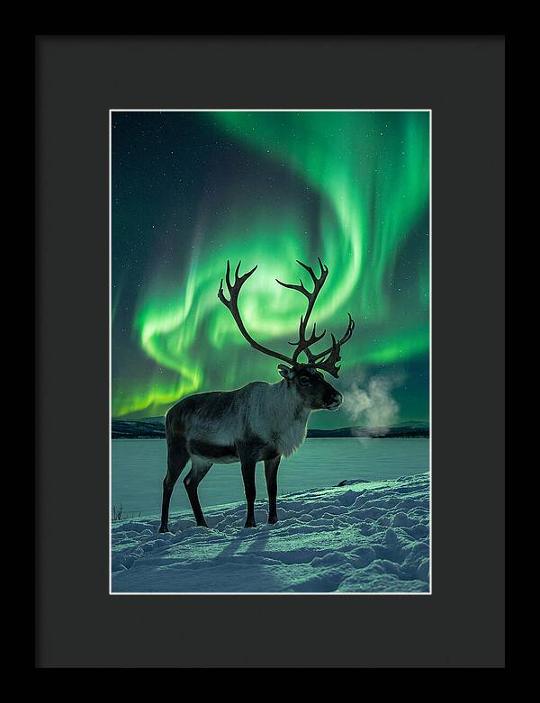 Dancing Lights Over Frosty Pines