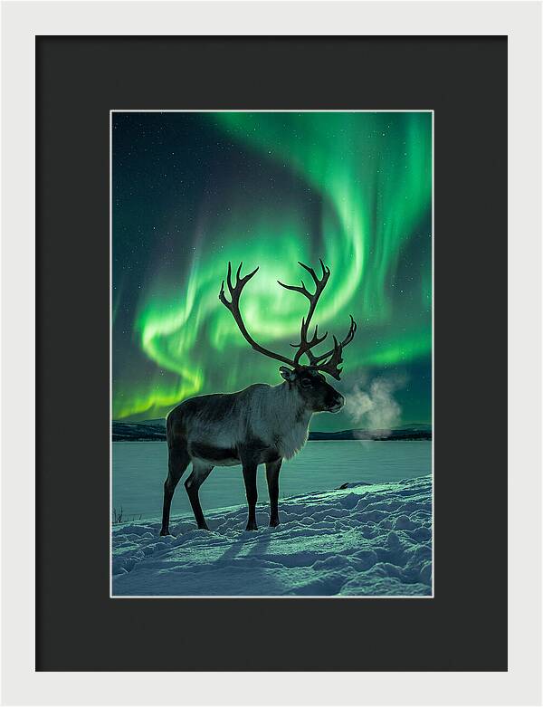 Dancing Lights Over Frosty Pines