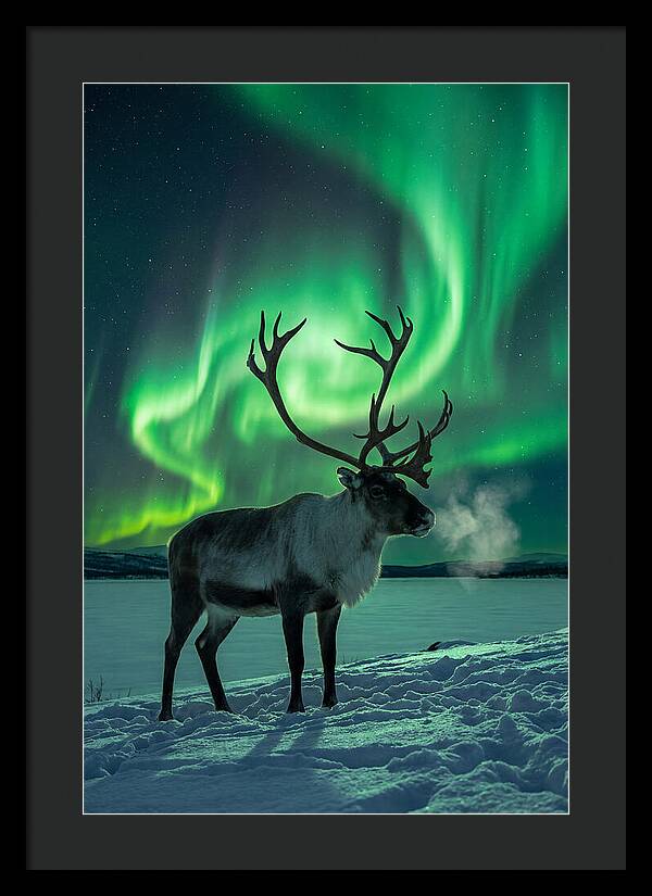 Dancing Lights Over Frosty Pines
