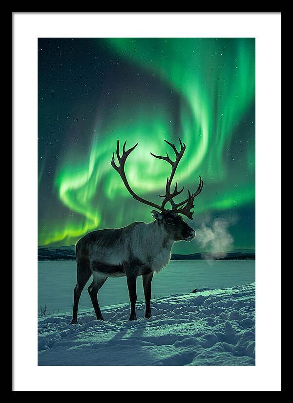 Dancing Lights Over Frosty Pines