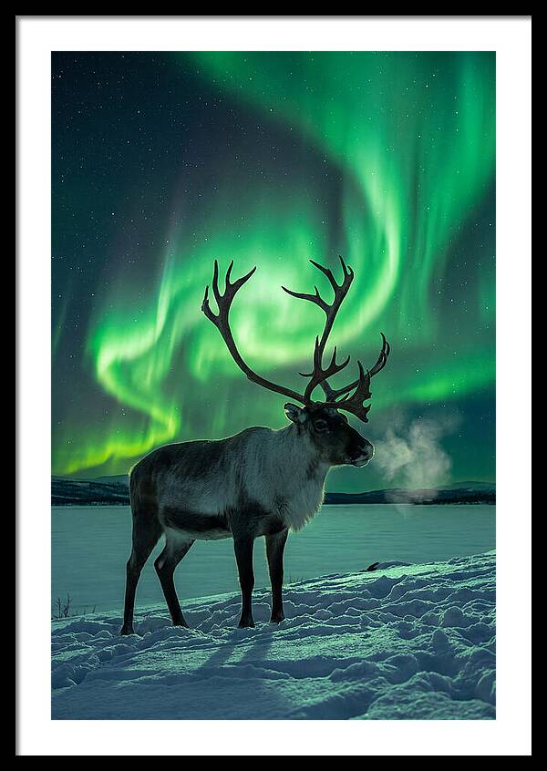 Dancing Lights Over Frosty Pines
