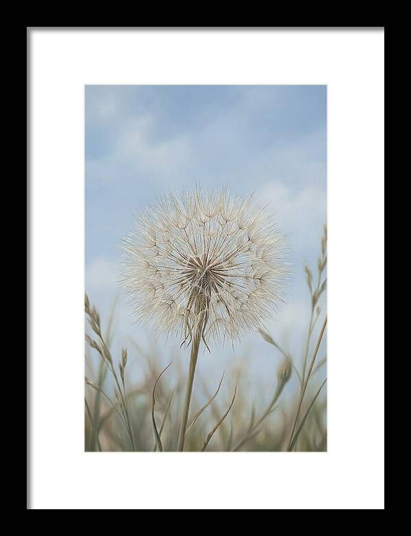 Dandelion Clock Seed Head