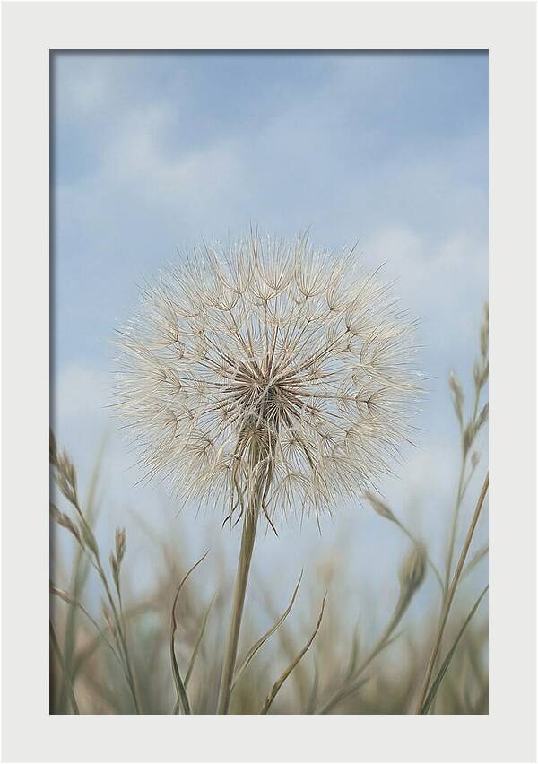 Dandelion Clock Seed Head
