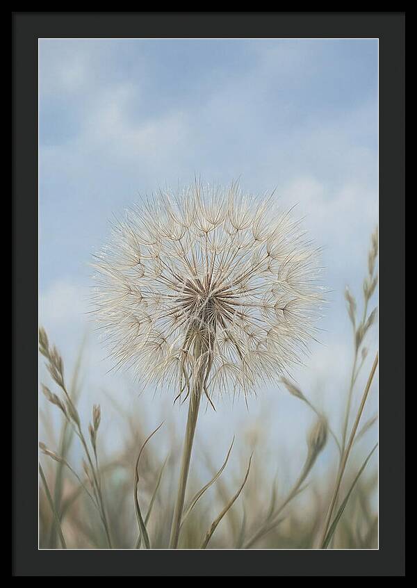 Dandelion Clock Seed Head