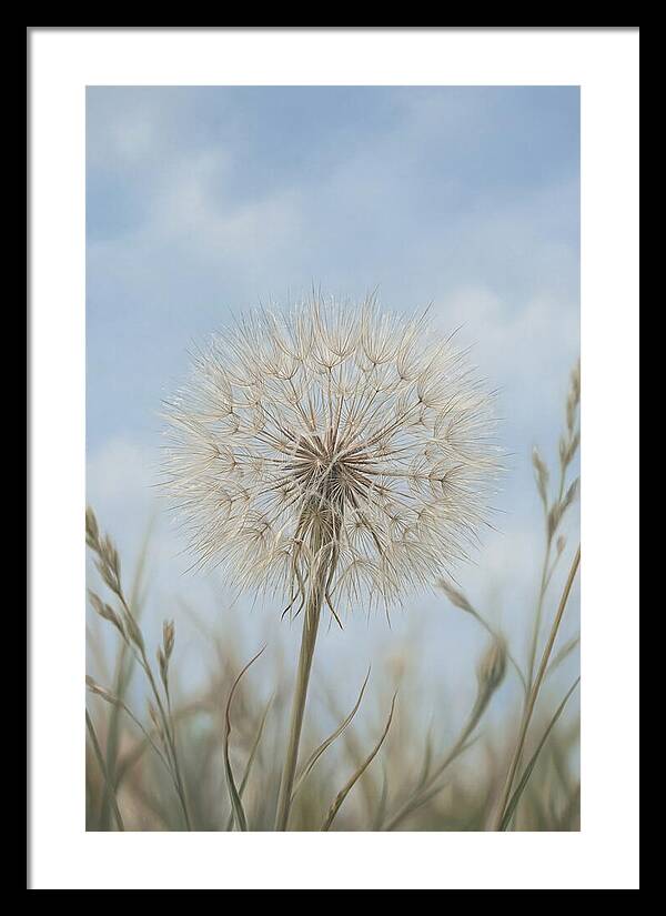 Dandelion Clock Seed Head