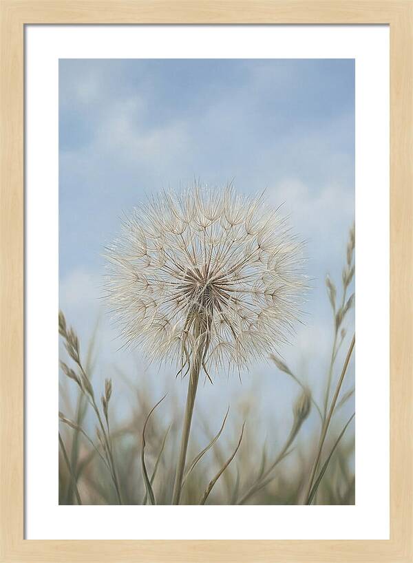 Dandelion Clock Seed Head