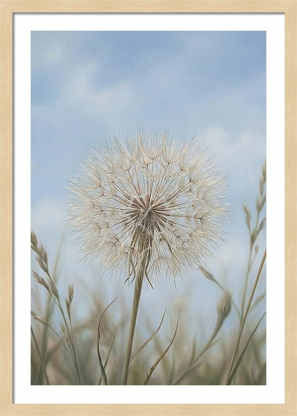 Dandelion Clock Seed Head