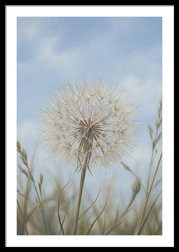 Dandelion Clock Seed Head