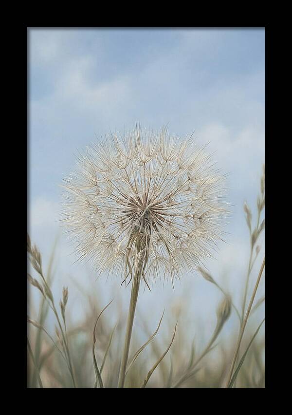 Dandelion Clock Seed Head