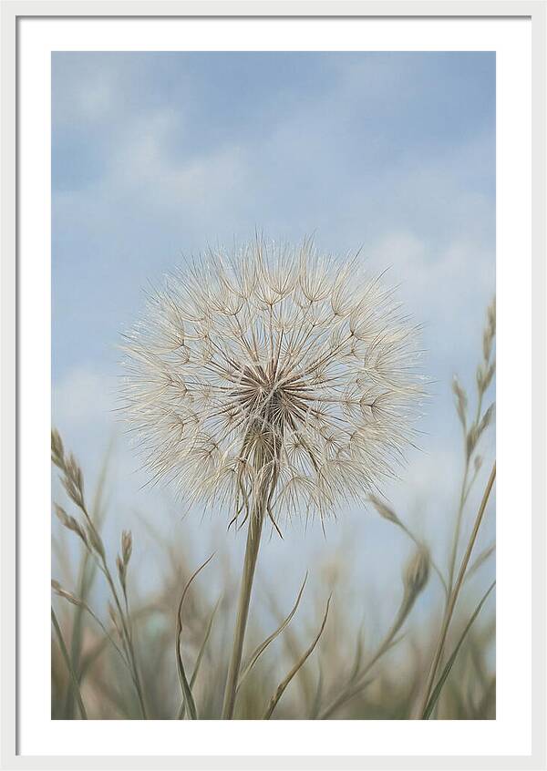 Dandelion Clock Seed Head